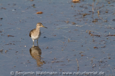 Bruchwasserläufer