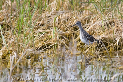 Bruchwasserläufer