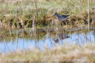 Bruchwasserläufer