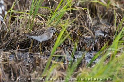 Bruchwasserläufer