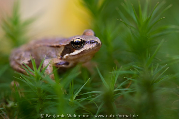 Grasfrosch