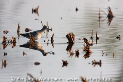 Bruchwasserläufer