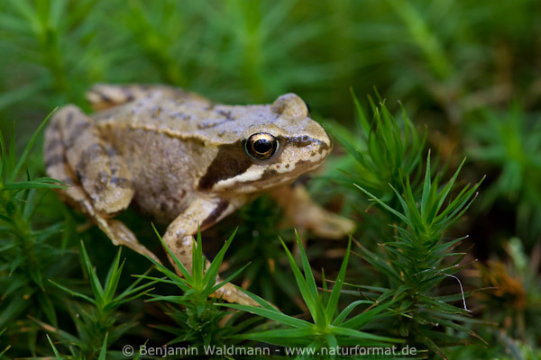 Grasfrosch