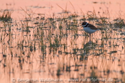 Flussregenpfeifer