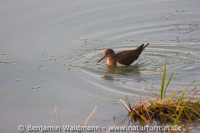 Flussuferläufer