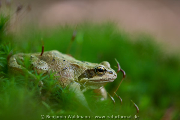 Grasfrosch