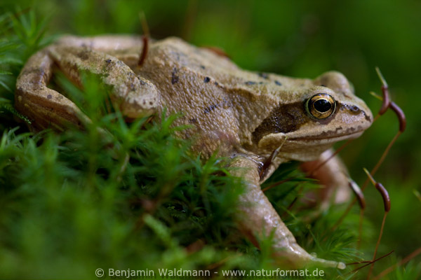 Grasfrosch