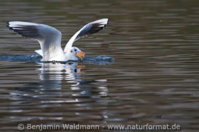 Lachmöwe