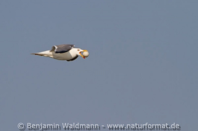 Mittelmeermöwe