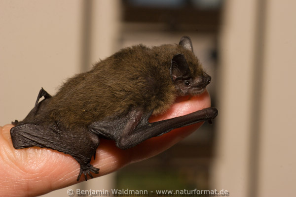 Zwergfledermaus