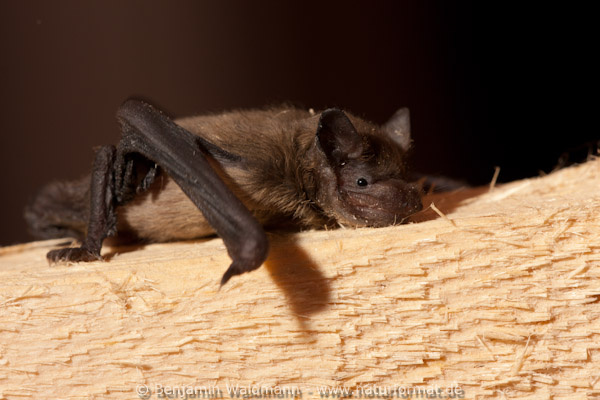Zwergfledermaus