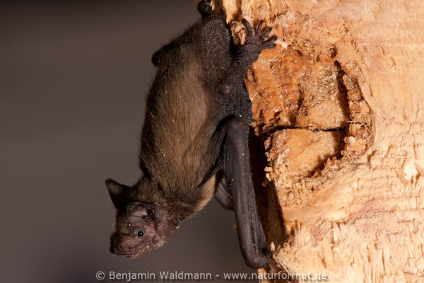 Zwergfledermaus