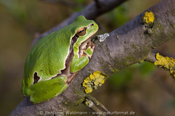 Laubfrosch
