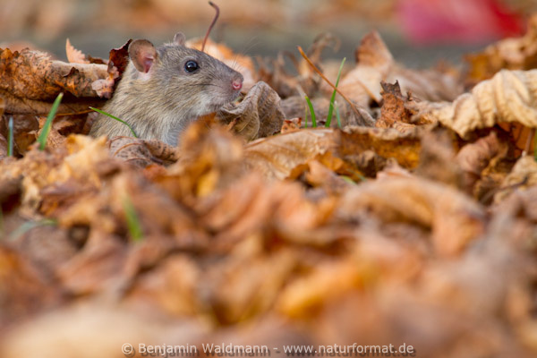 Wanderratte