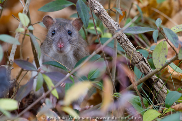Wanderratte