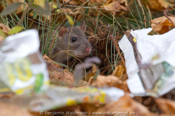 Wanderratte