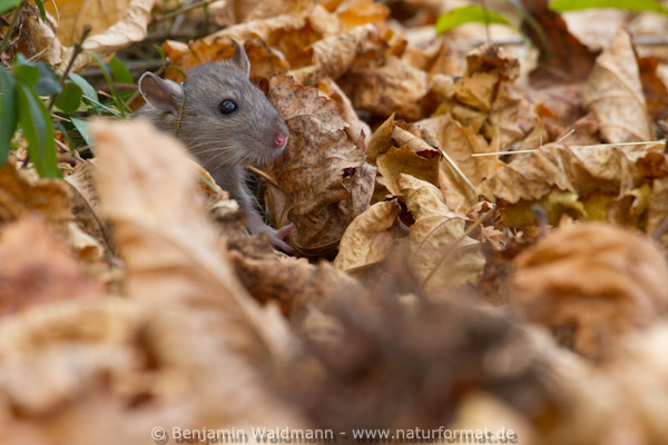 Wanderratte