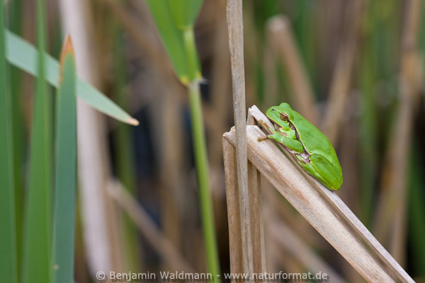 Laubfrosch