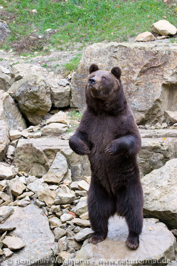 Braunbär