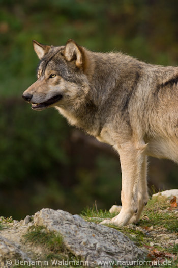 Timberwolf