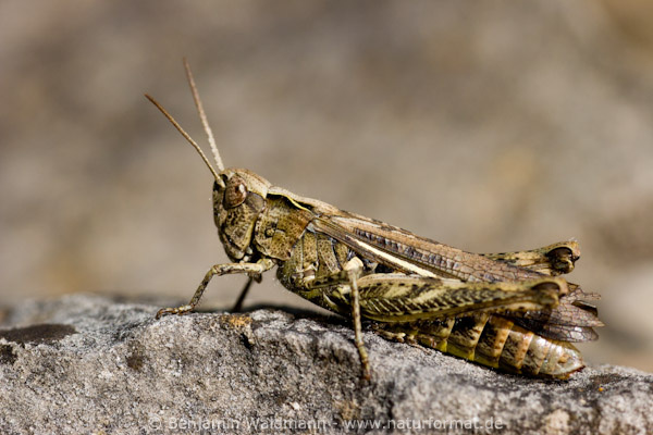 Verkannter Grashüpfer