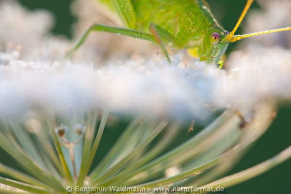 Gemeine Sichelschrecke