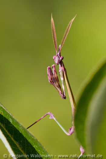 Haubenfangschrecke