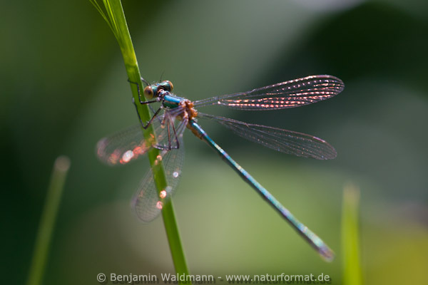Gemeine Binsenjungfer