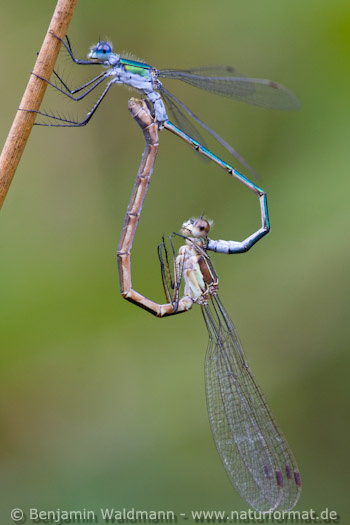 Gemeine Binsenjungfer