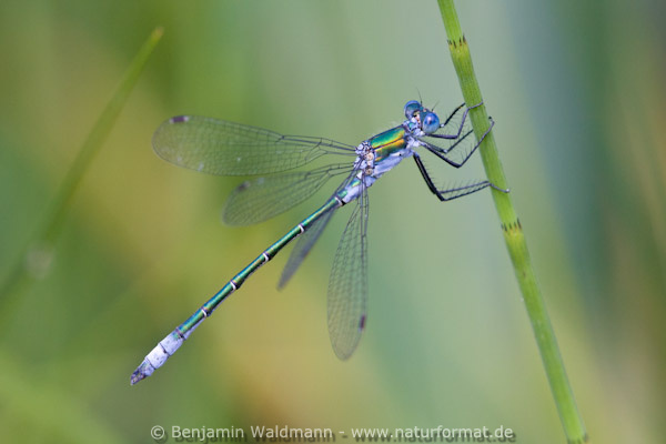Glänzende Binsenjungfer
