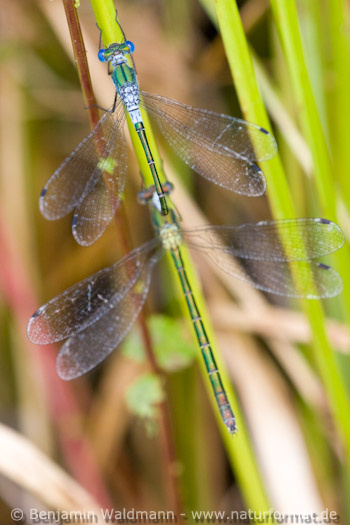 Glänzende Binsenjungfer