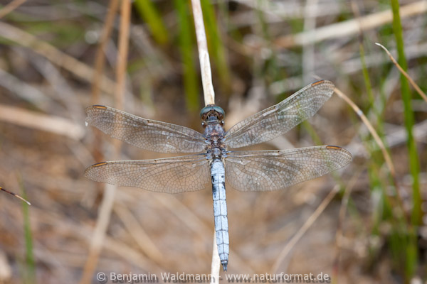 Südlicher Blaupfeil