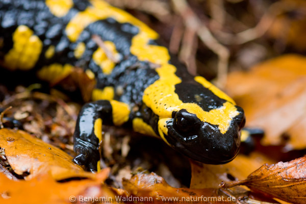 Feuersalamander 