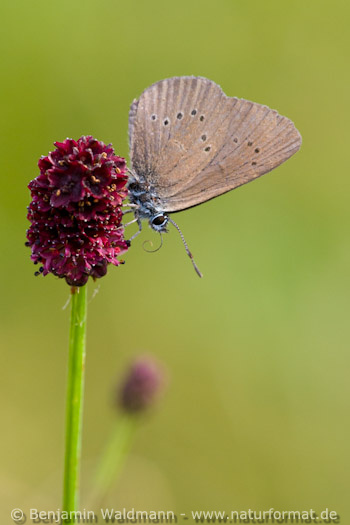 Dunkler Wiesenknopf-Ameisenbläuling