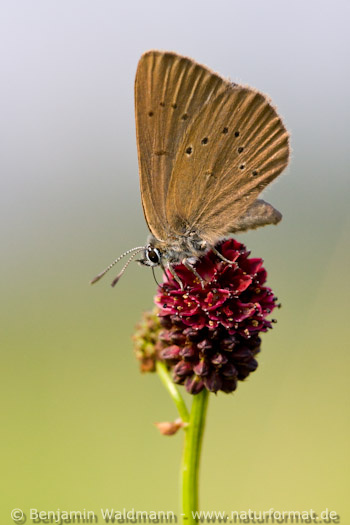 Dunkler Wiesenknopf-Ameisenbläuling