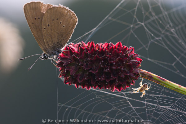Dunkler Wiesenknopf-Ameisenbläuling