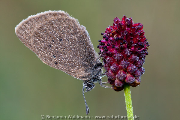 Dunkler Wiesenknopf-Ameisenbläuling