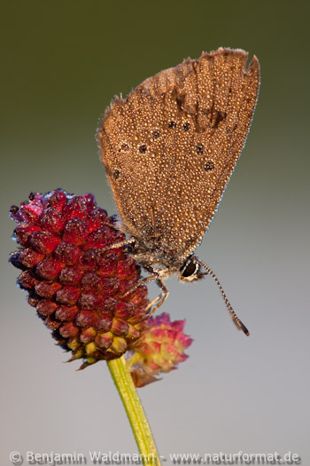 Dunkler Wiesenknopf-Ameisenbläuling