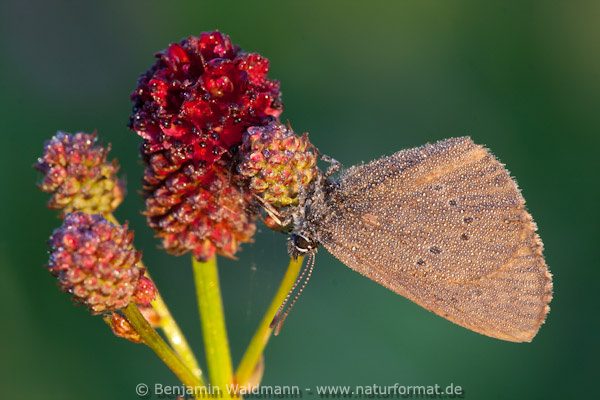 Dunkler Wiesenknopf-Ameisenbläuling