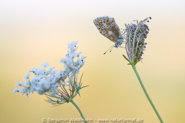 Himmelblauer Bläuling
