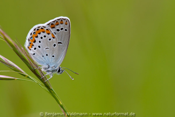 Kronwicken-Bläuling