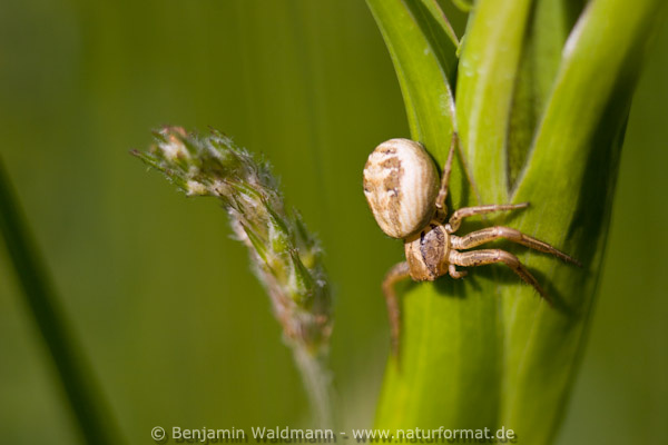 Braune Krabbenspinne