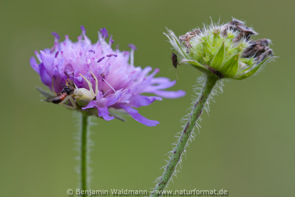 Veränderlicher Krabbenspinne