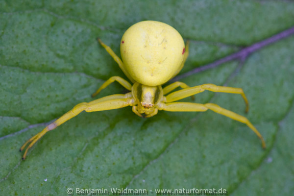 Veränderlicher Krabbenspinne