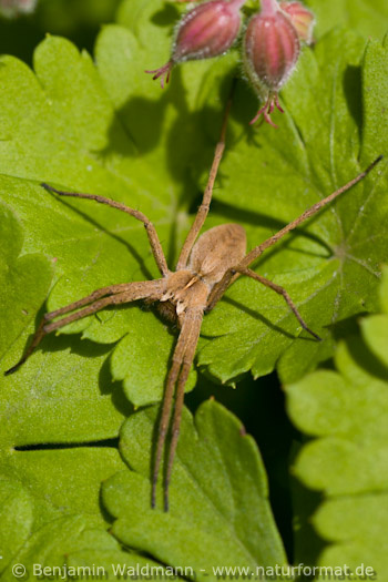 Listspinne