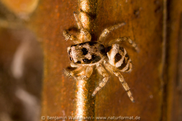 Zebraspringspinne