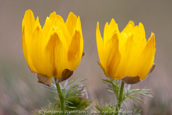 Frühlings-Adonisröschen