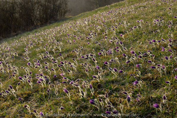 Gemeine Küchenschelle