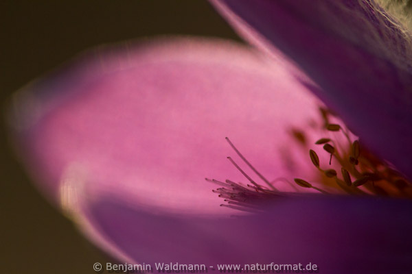 Gemeine Küchenschelle