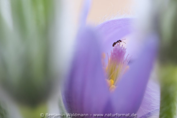 Große Küchenschelle